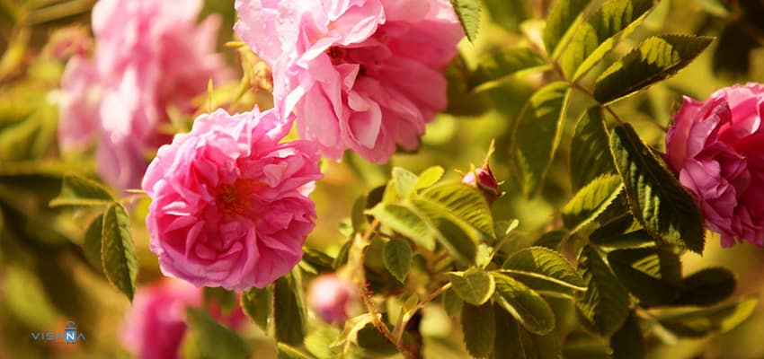 Đi Bulgaria mua gì để vừa ngon miệng, vừa mang về làm quà?