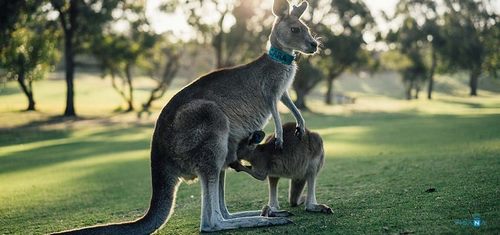 Visa định cư Úc cập nhật chi tiết