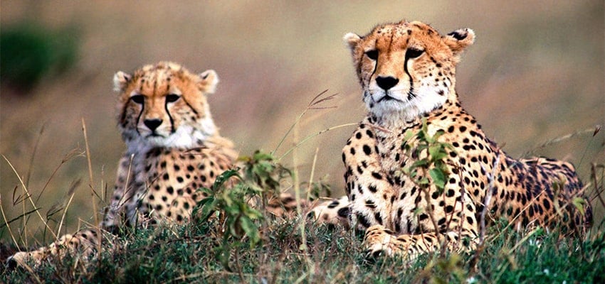 Kinh nghiệm du lịch Nam Phi từ A -> Z