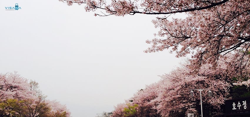 Du lịch Hàn Quốc tự túc